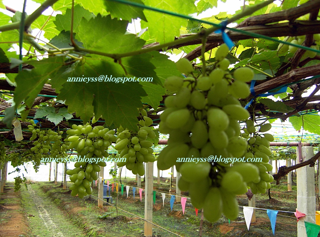 empangan beris