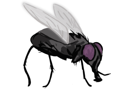animated fly