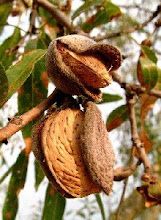 ACEITE DE ALMENDRAS DULCES