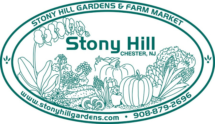 Stony Hill Blog