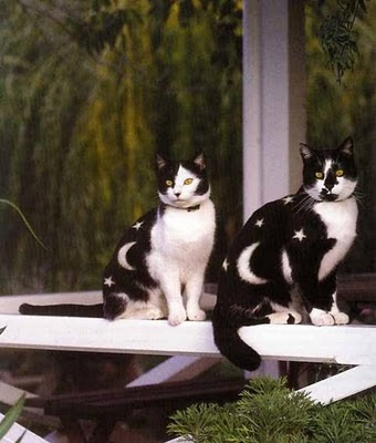 Why Paint Cats - gatos pintados