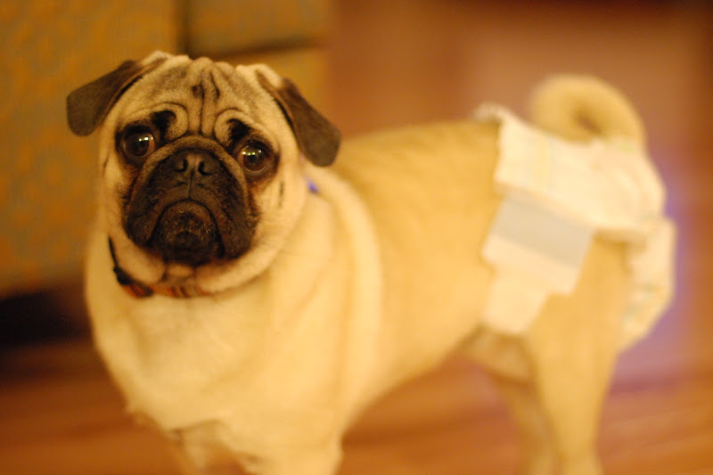 WASHINGTAM pug diaper!