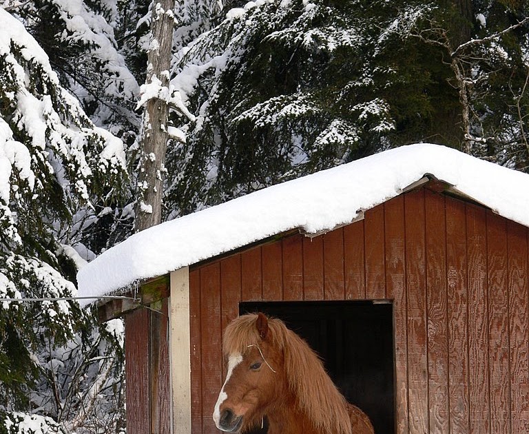 Images of God's Creation in Juneau, Alaska Ponies and horses at Swampy Acres