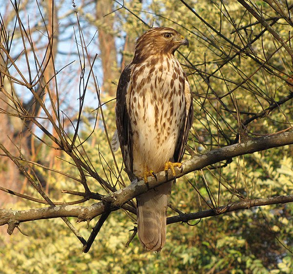 [hawk2.jpg]