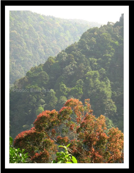 View from Palchuram Road. Palchuram forest.