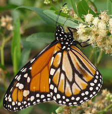 MARIPOSA MONARCA