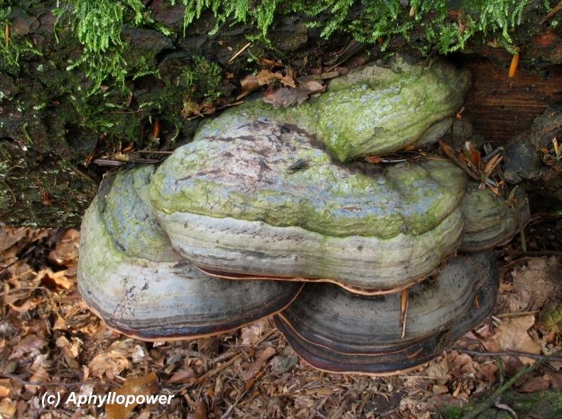 [Blog.8.F.pinicola.Fuchstanz+3.2008.jpg]