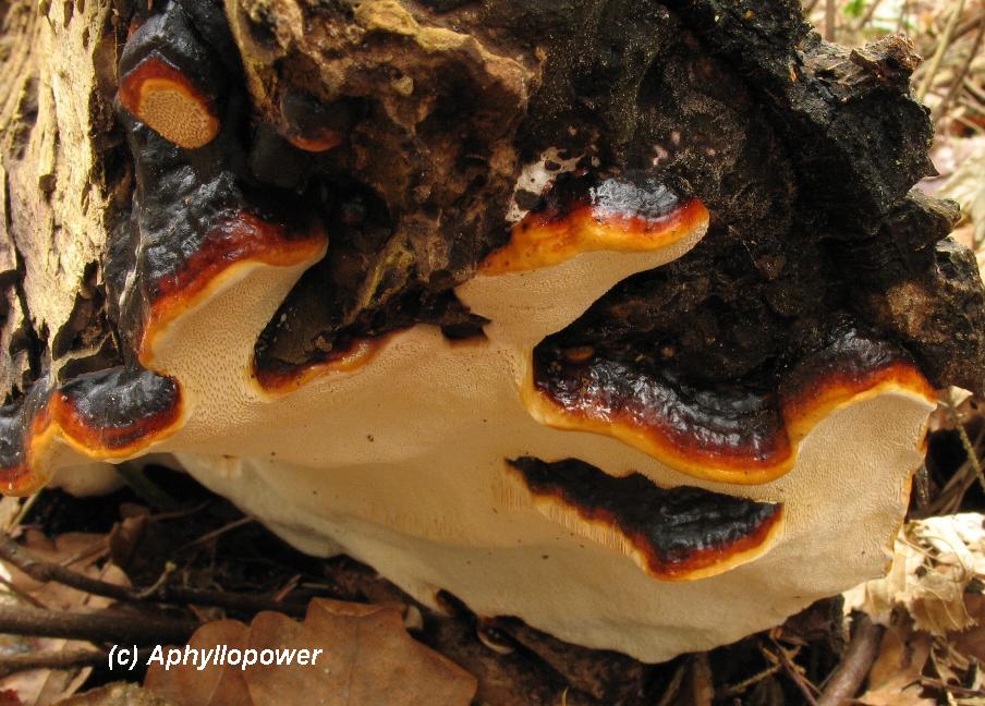 [Blog.5.F.pinicola+im+MÃ¶nchbruch.jpg]