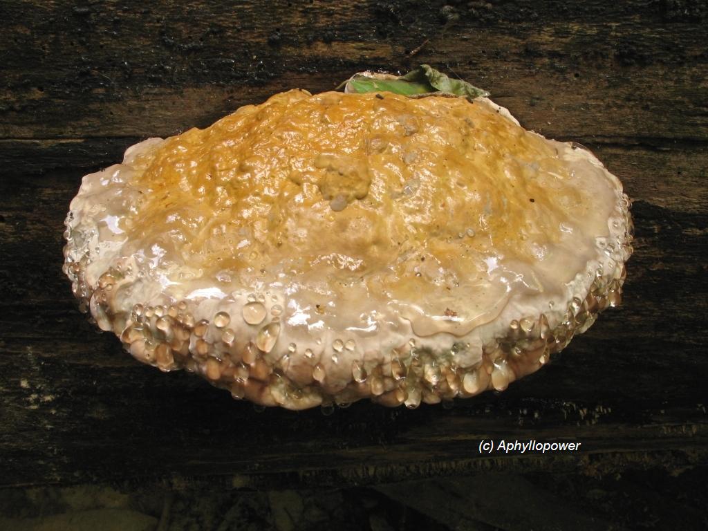 [F.+pinicoloa.blog.JPG]