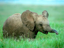 elephants,elephants I love them