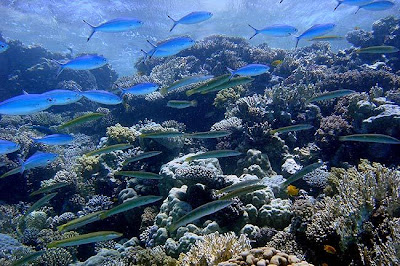 Many Fish Swap Sex Organs Many Fish Swap Sex Organs