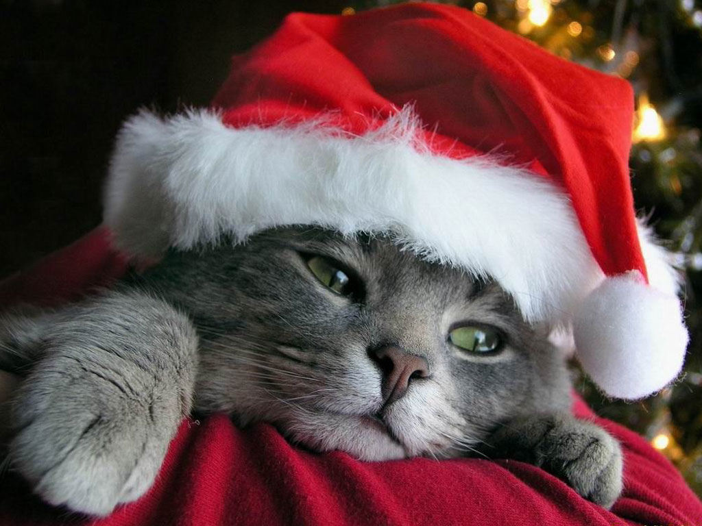 Resultado de imagen para gatitos y reyes magos para grupos gabitos