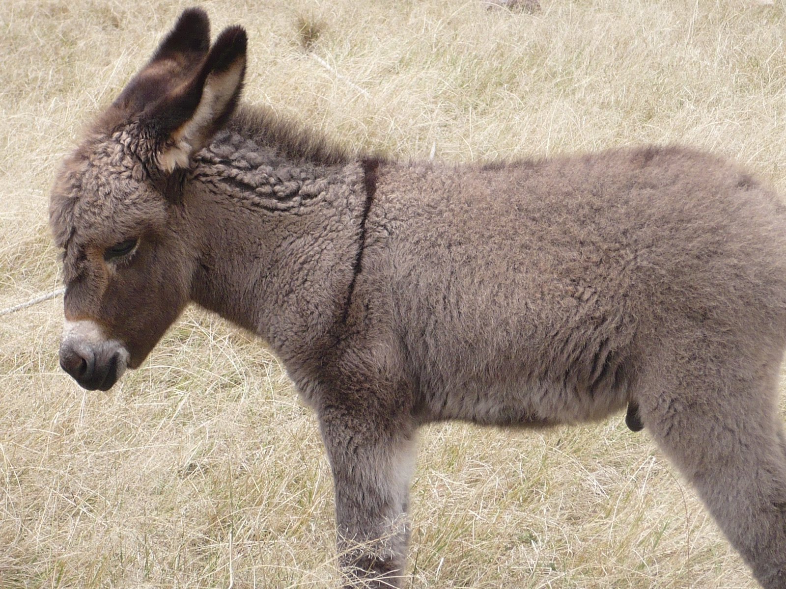 Año nuevo, el mismo burro