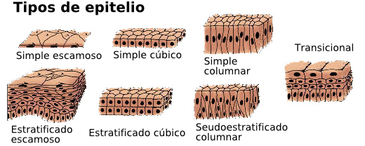 Tejidos básicos: tejido epitelial Tipos+de+epitelio