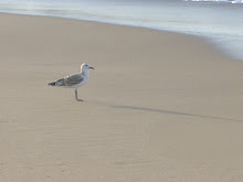 The epitome of useless chatter...gulls