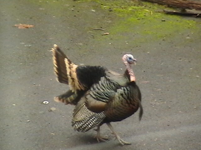[turkey+010.JPG]