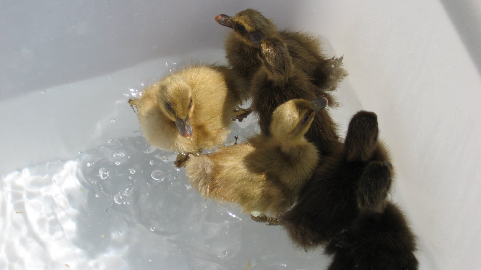 [new+babies+day+3+017.JPG]