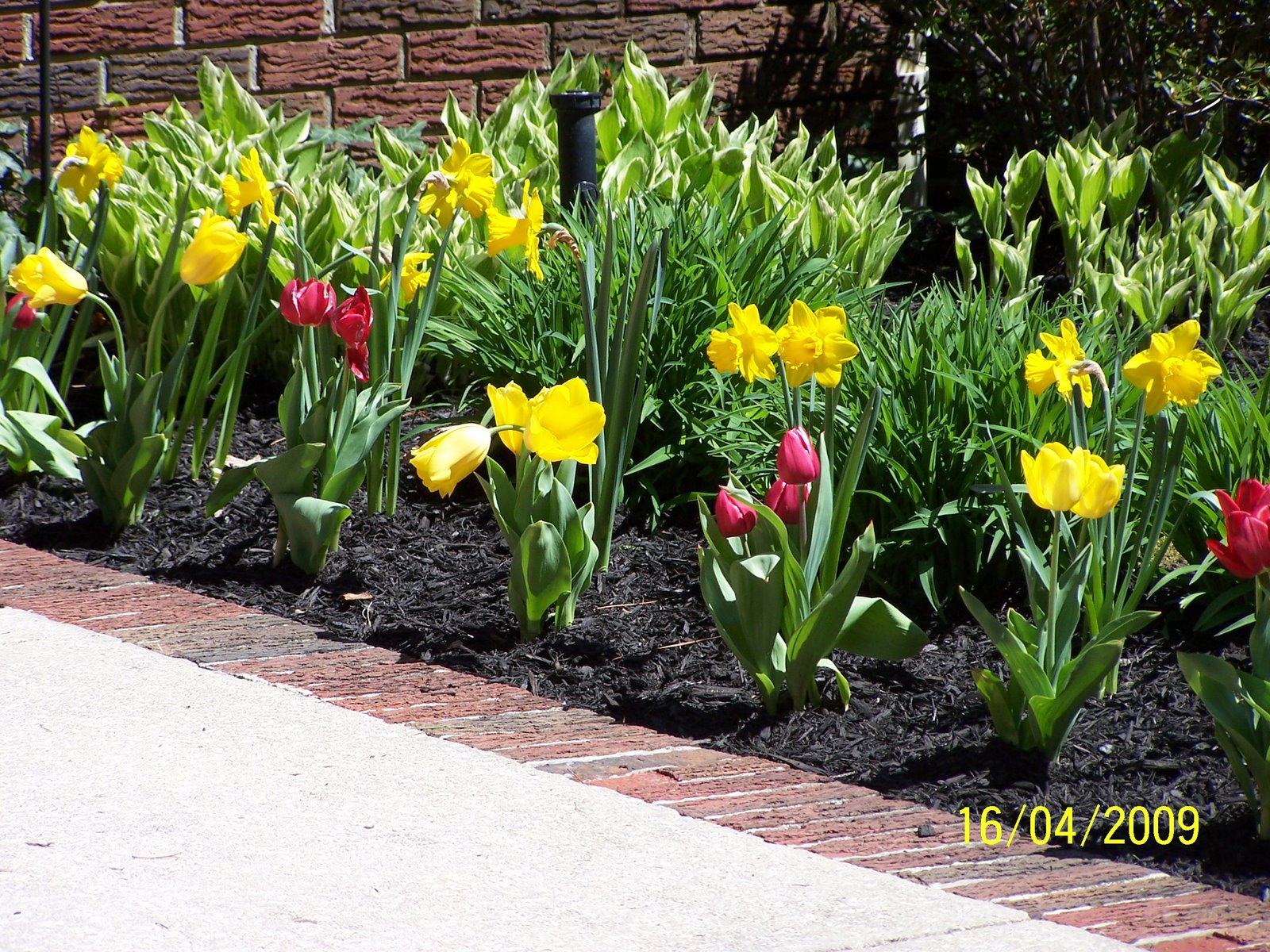 [Tulips+and+Daffodils+004.jpg]