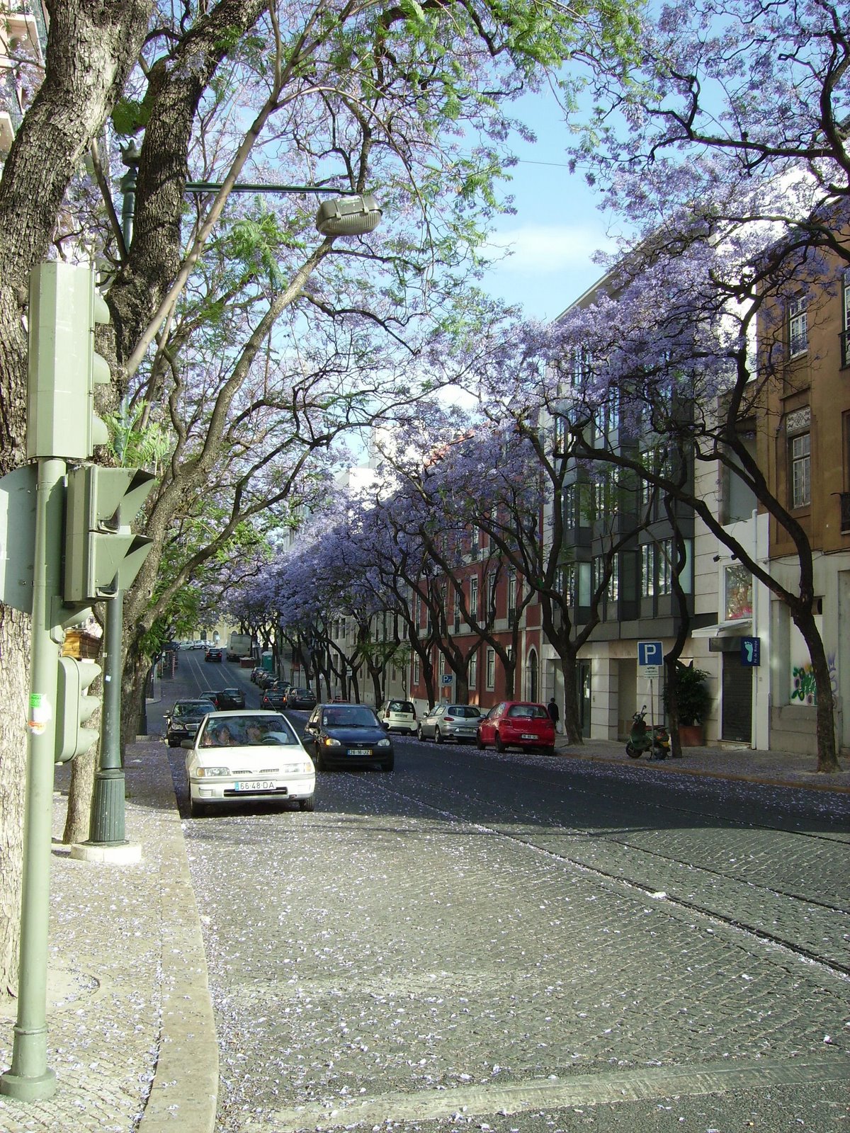 [JacarandÃ¡1.JPG]