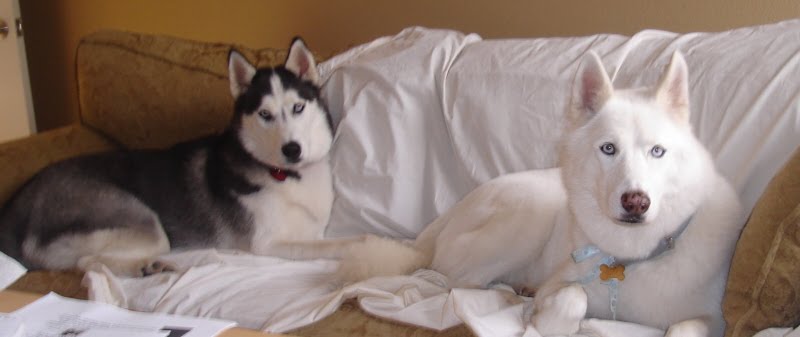 Can We Give Tramadol To Dogs Can We Give Tramadol To Dogs