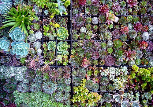 Indoor Succulent Garden | Design Your Revolution