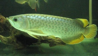 Jenis Jenis Ikan Arwana [ www.BlogApaAja.com ]