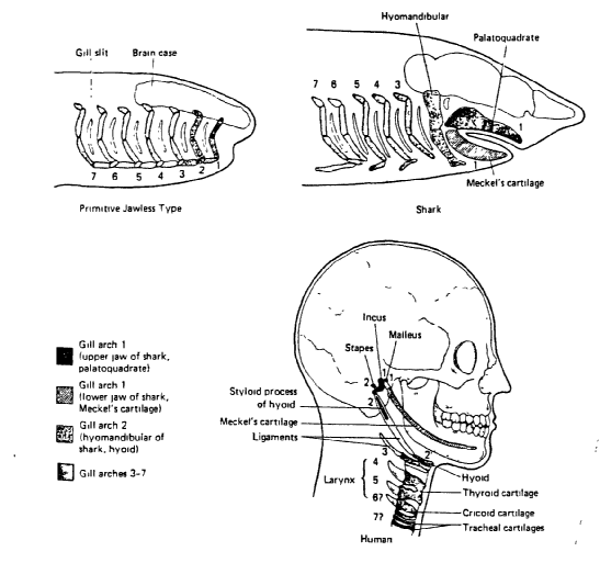 Jaw Evolution
