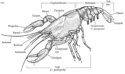Crustacean Body Plan