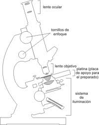 Microscopios