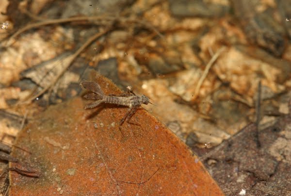 Dragonfly+larvae+for+sale