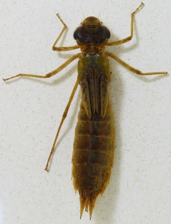 Libellulidae Larvae