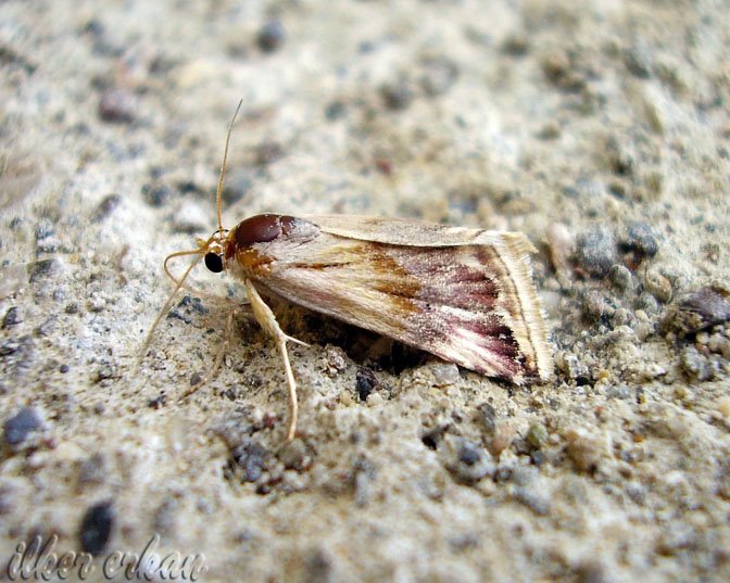 [MothSpecies11+(2).JPG]