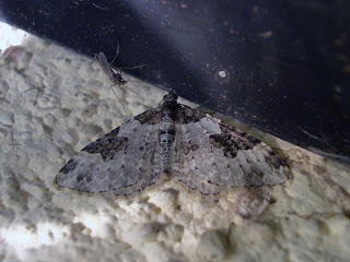 Xanthorhoe fluctuata, Adult, Dalyan-Muğla 23.04.2008 Photo © İlker ERKAN