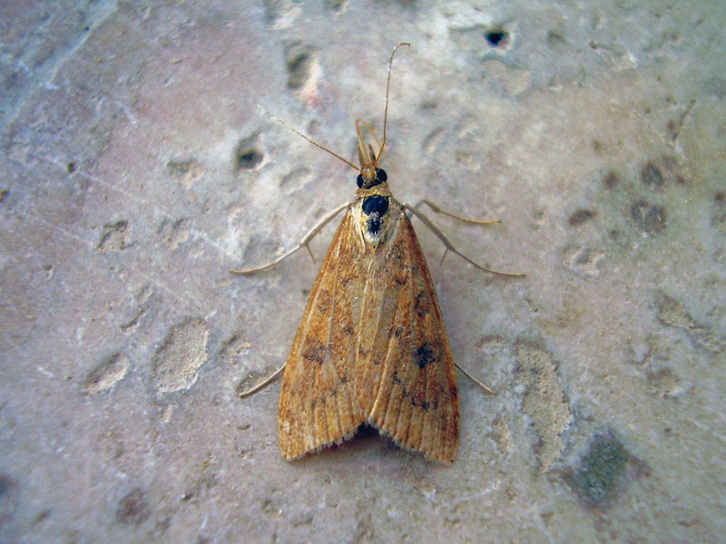 Udea ferrugalis, Adult, Dalyan-Muğla 22.04.2008 Photo © İlker ERKAN