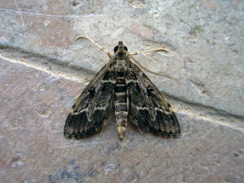 Duponchelia fovealis, Adult, Dalyan-Muğla 22.04.2008 Photo © İlker ERKAN