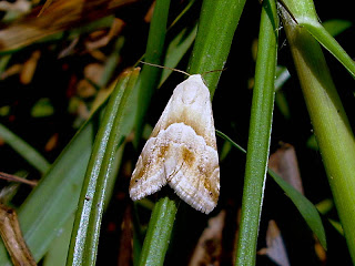 Eublemma parva, Adult, Köyceğiz-Muğla 01.09.2008 Photo © İlker ERKAN