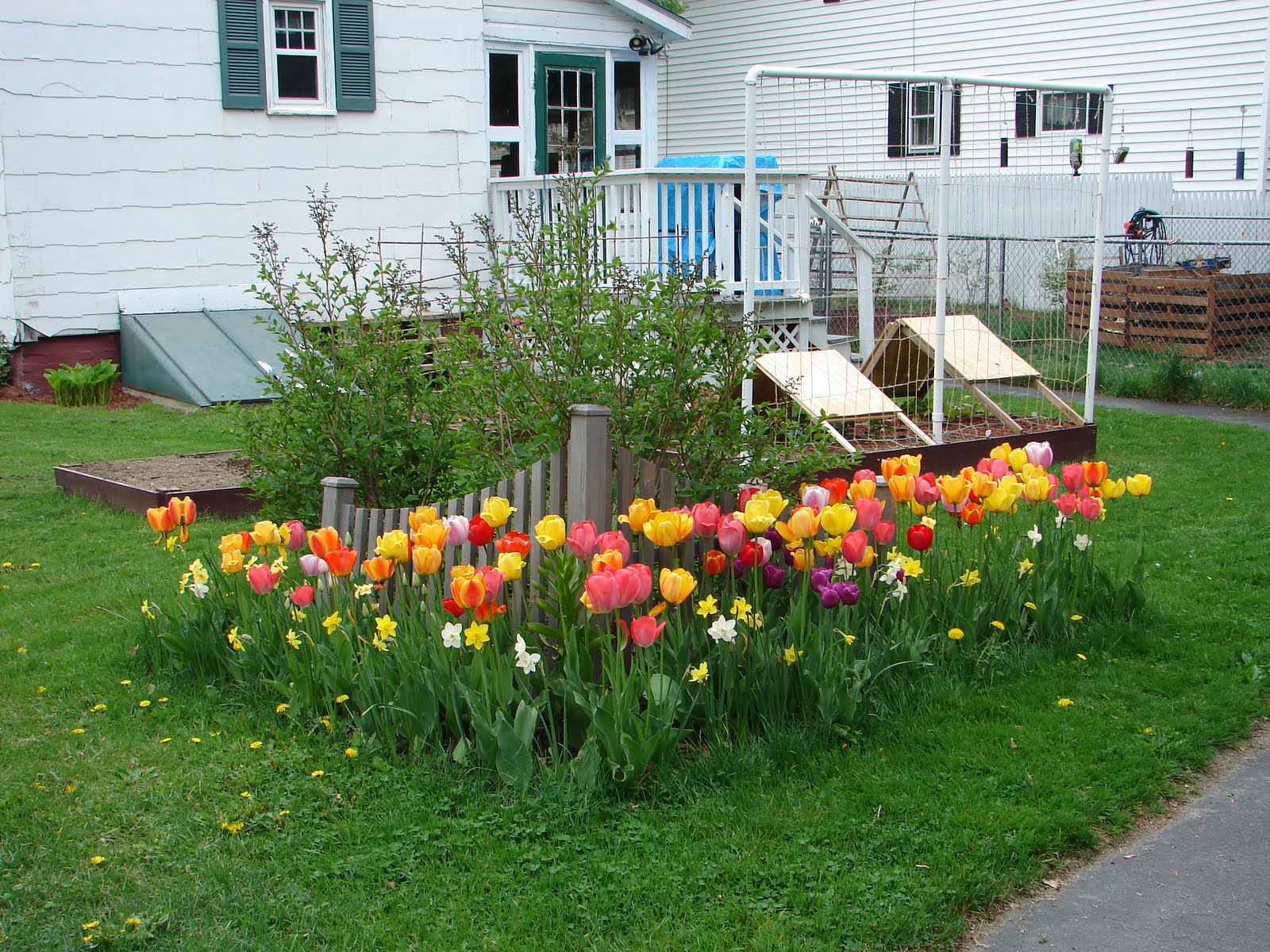 Shari's home garden: May 2010
