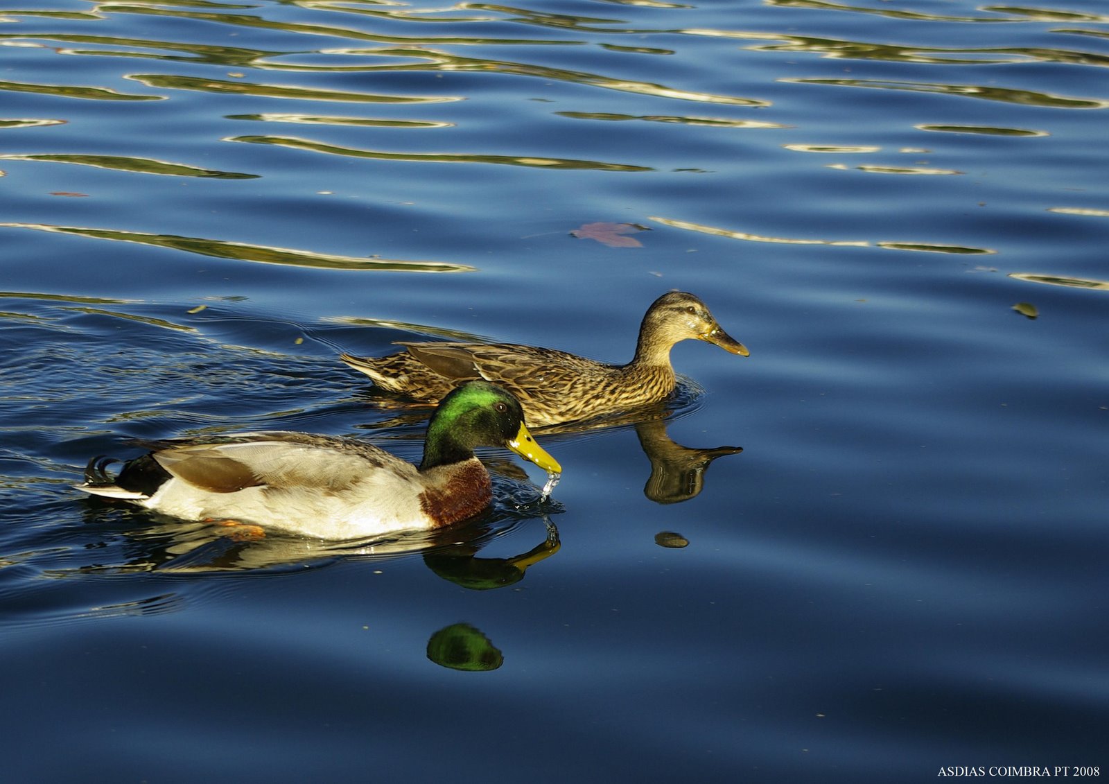 [Watermark_303.jpg]