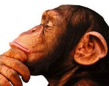 [macaco1.jpg]