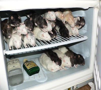 Redneck_Refrigerator.jpg#redneck%20refri