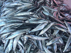 GUAD. 7 Sardinas del Caribe