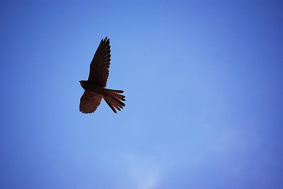 сокол позняки киев falcon kiev