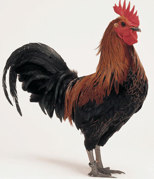 le coq s