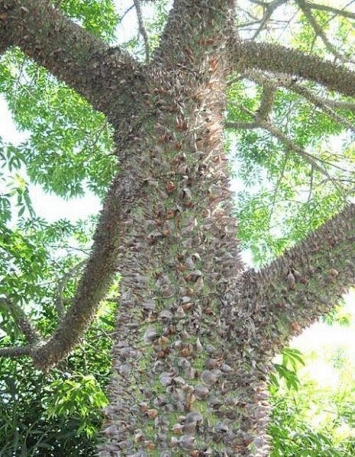 to FunnyDust Dangerous trees (20 Photos)