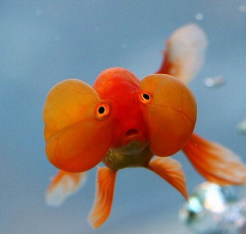 beautiful Bubble Eye Goldfish