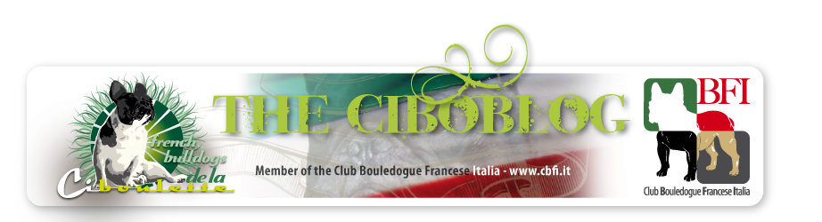 the CibouBlog
