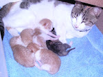 C.C.'s last litter of babies born 20 September 2006