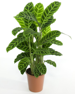 Калатея / Calathea