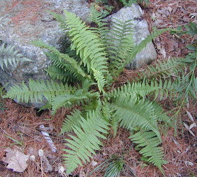 Папрати / Polypodiaceae