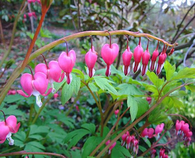 Дамско сърце / Dicentra spectabilis